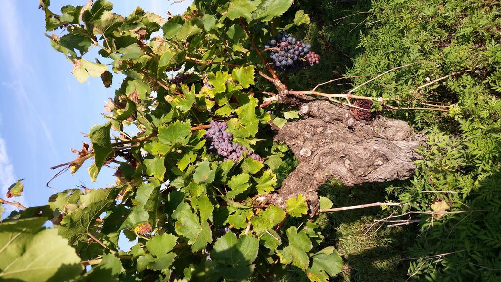 Le Clos Des Aramons Bernis 외부 사진